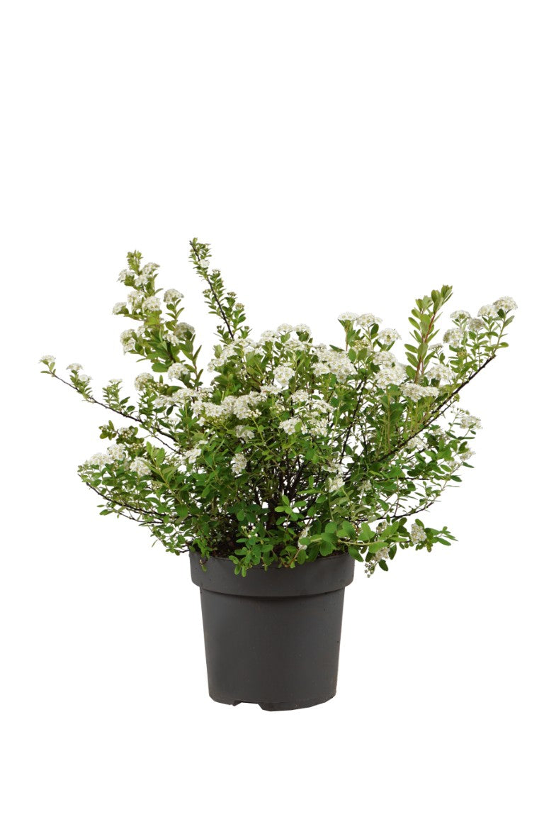 Spiraea nipp. &