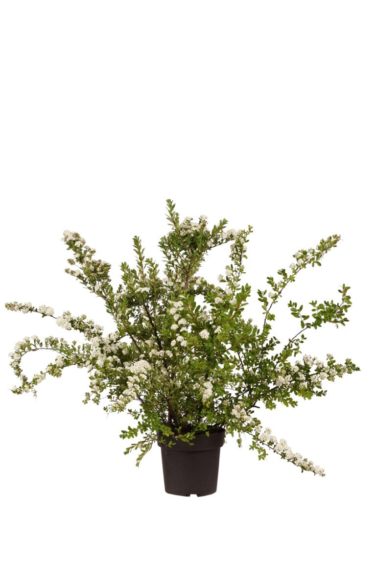 Spiraea nipp. &