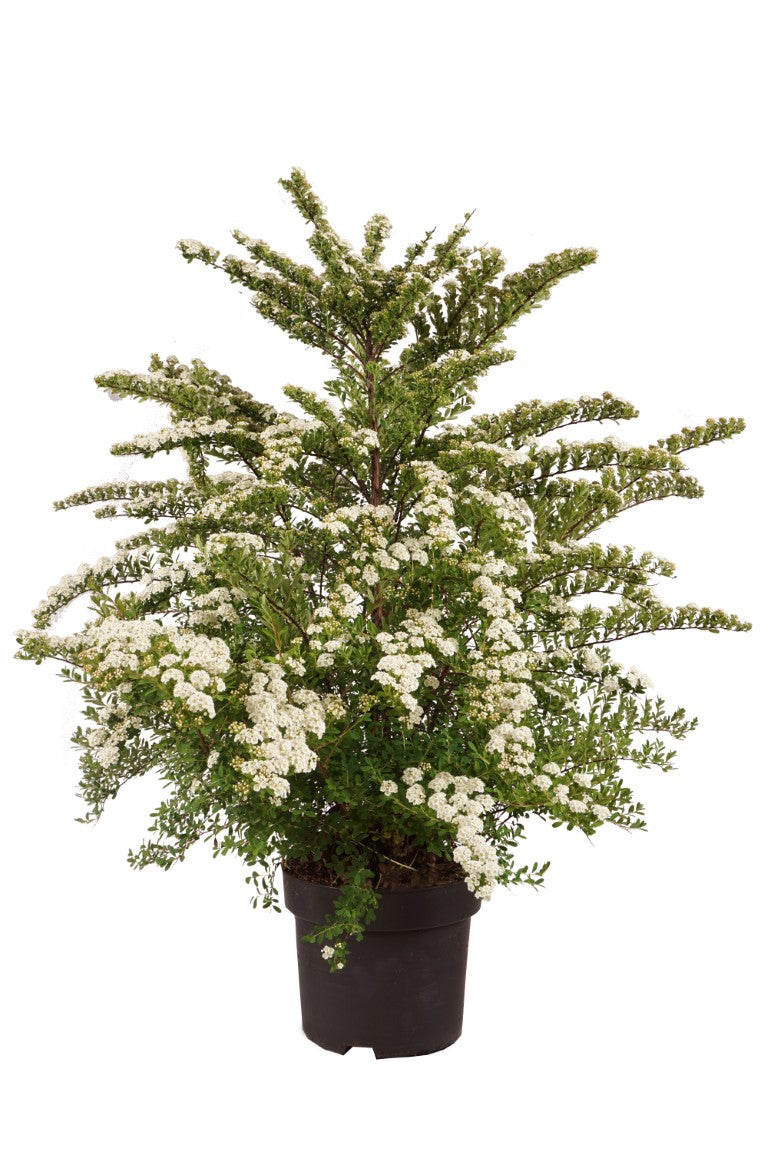 Spiraea nipp. &