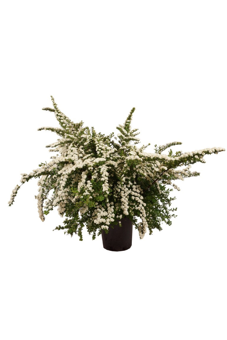 Spiraea nipp. &