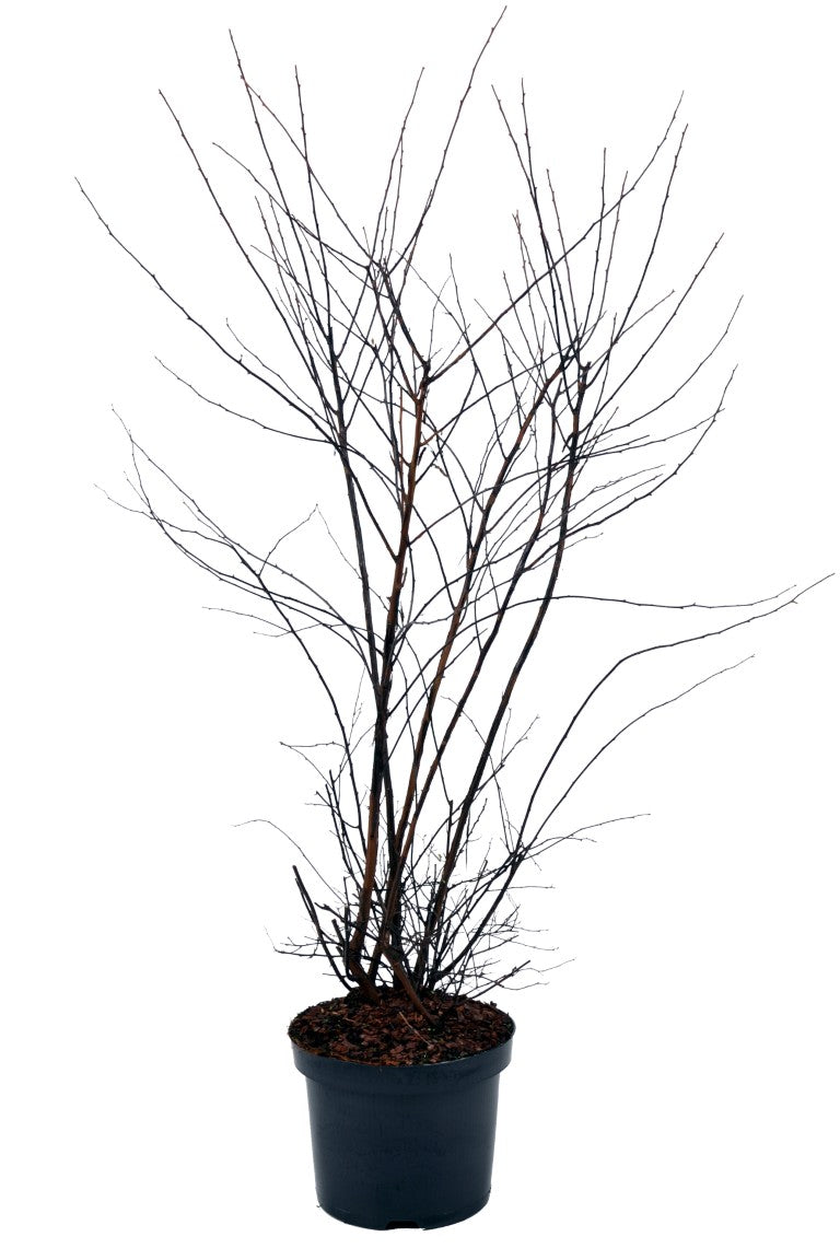 Spiraea vanhouttei - C4/P21 60-80 CM