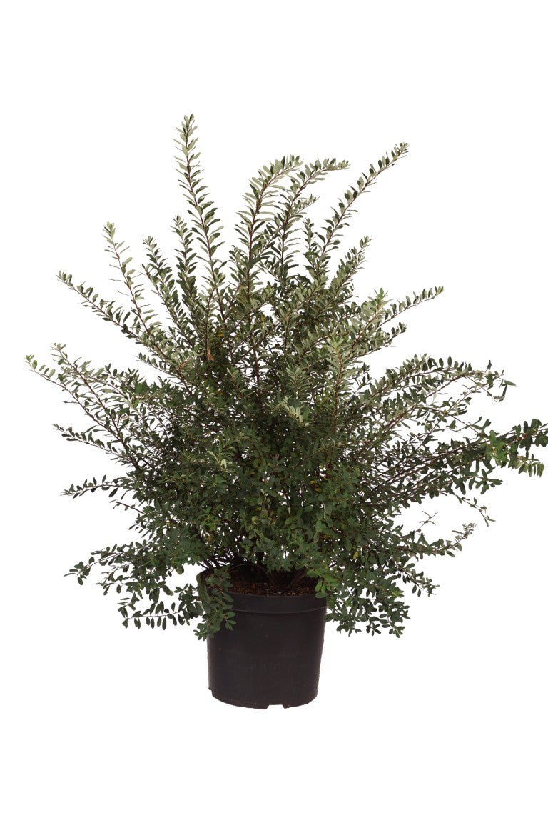 Spiraea vanhouttei - C10 80-100 CM