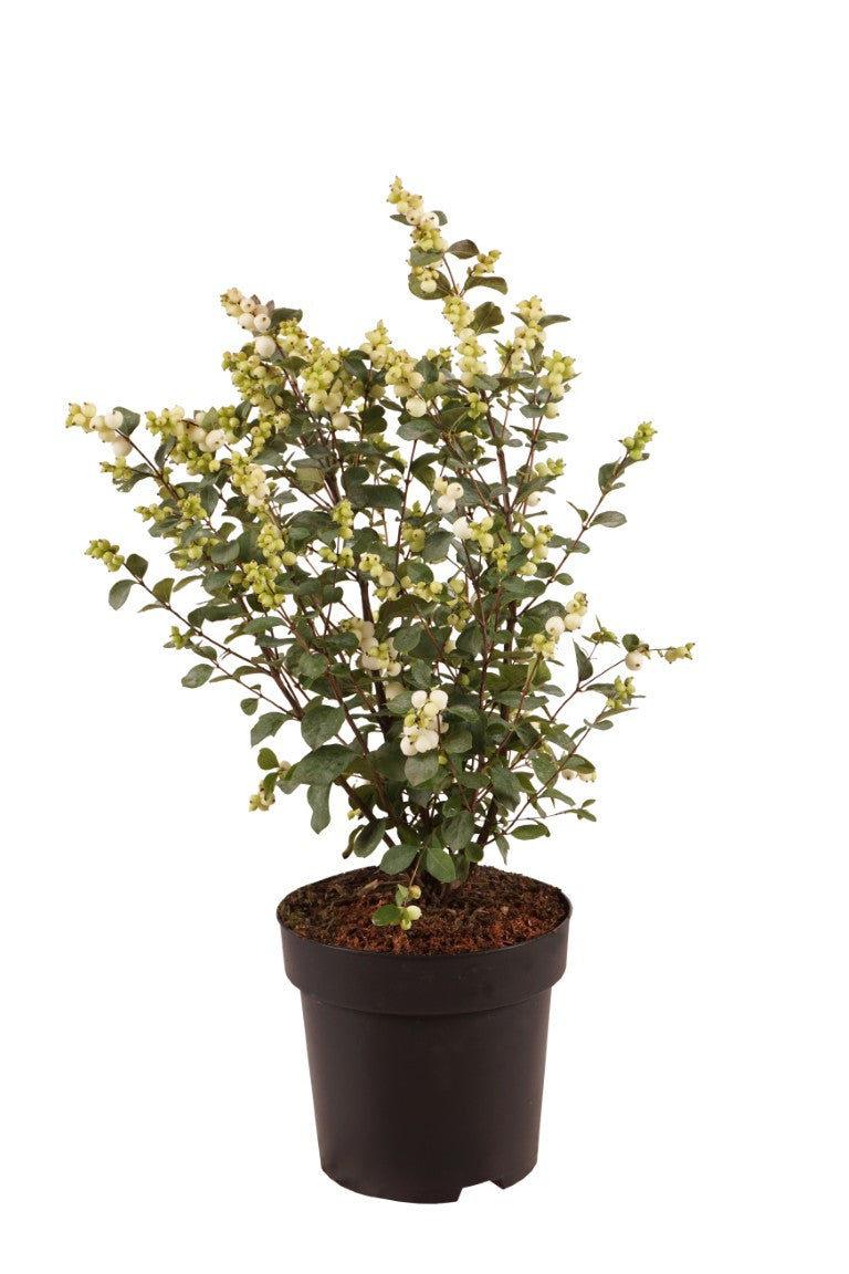 Symphoricarpos &