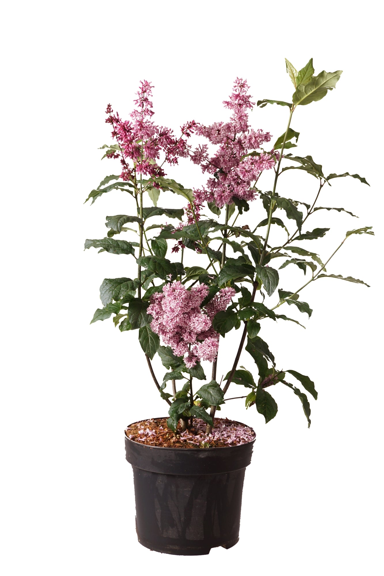Syringa &