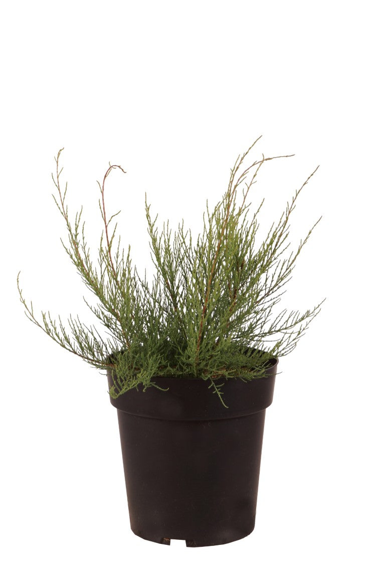 Tamarisk parviflora - C3/P19 30-40 CM