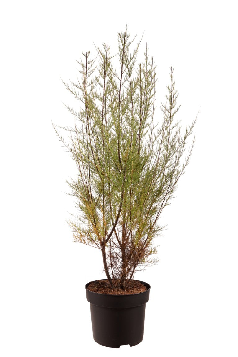 Tamarisk parviflora - C10 80-100 CM