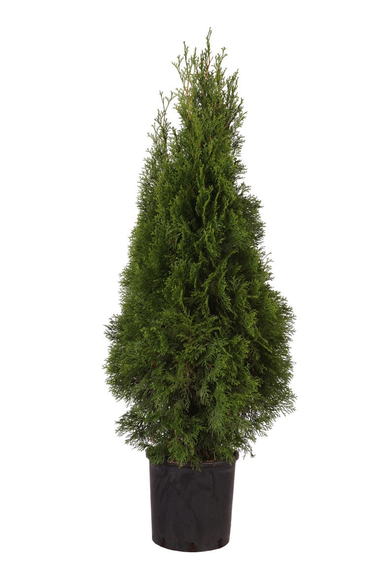 Thuja occ. &