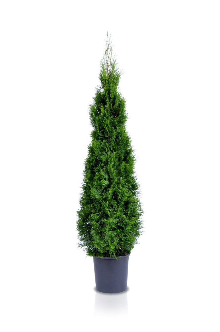 Thuja occ. &