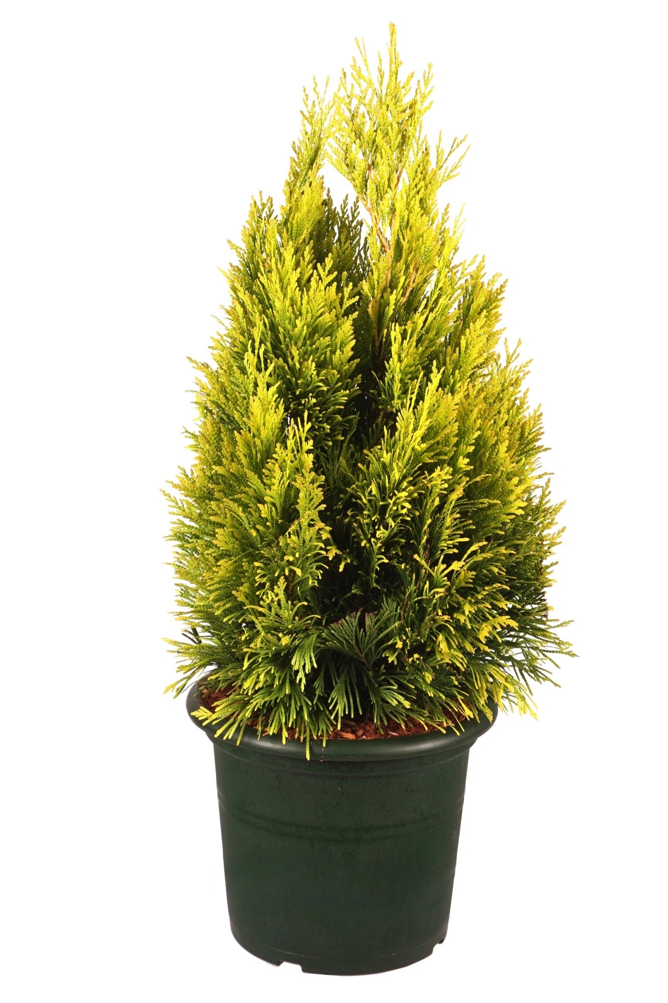 Thuja pl. &