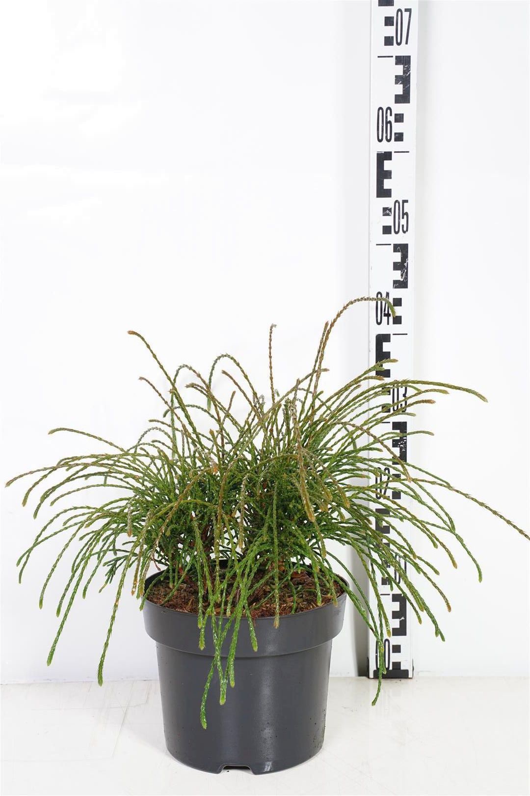 Thuja pl. &