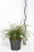 Thuja pl. &