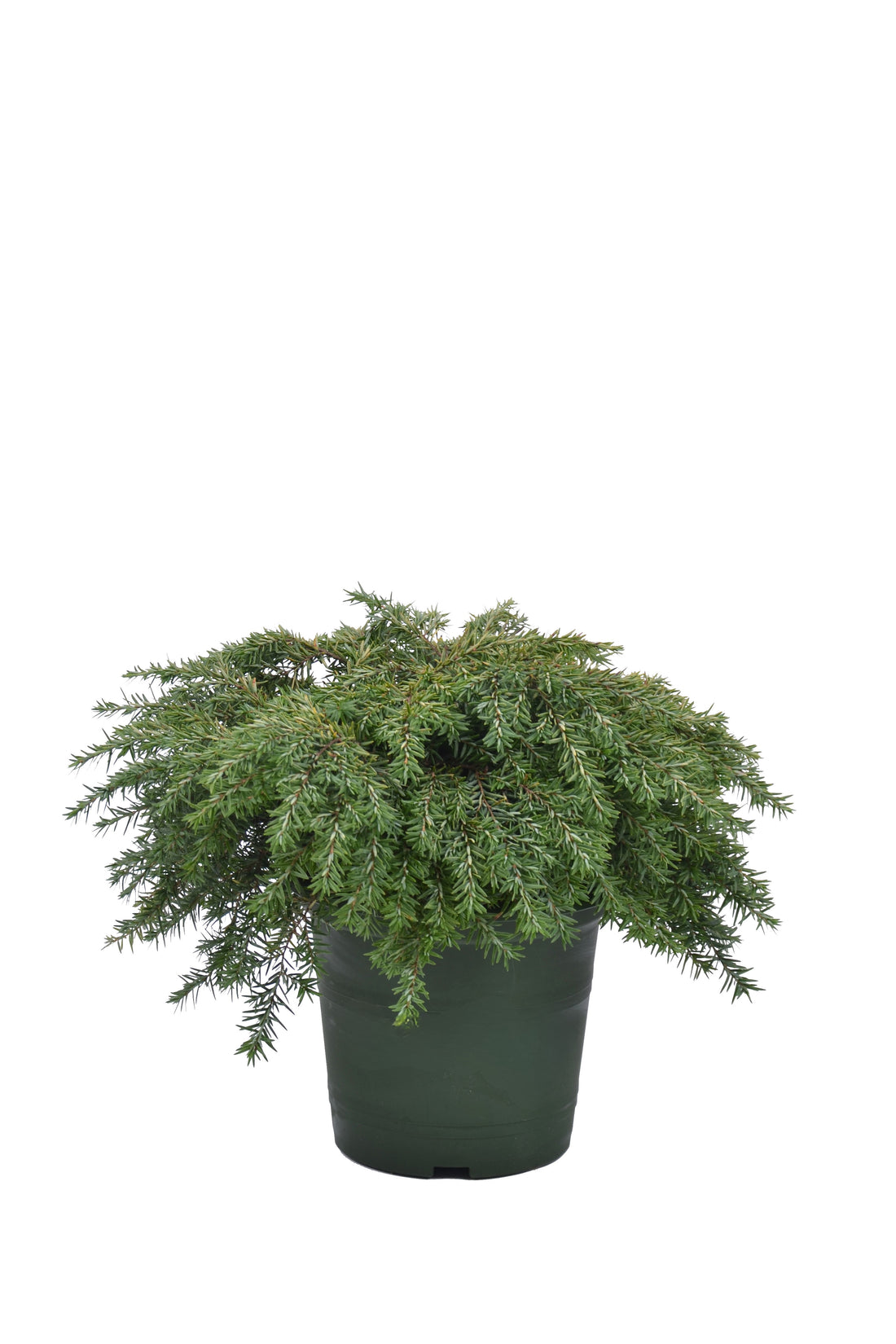Hemlock can. &