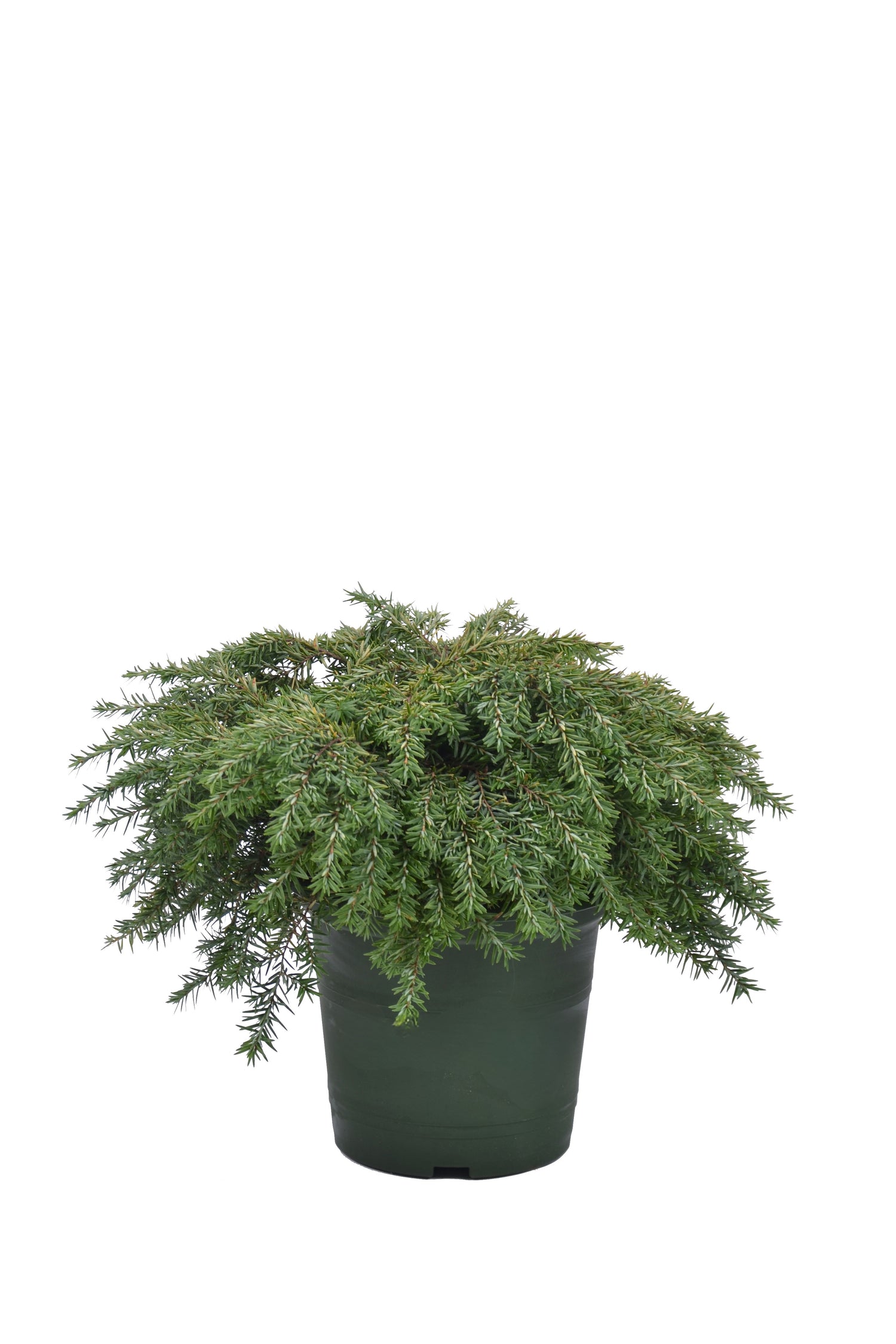 Hemlock can. &