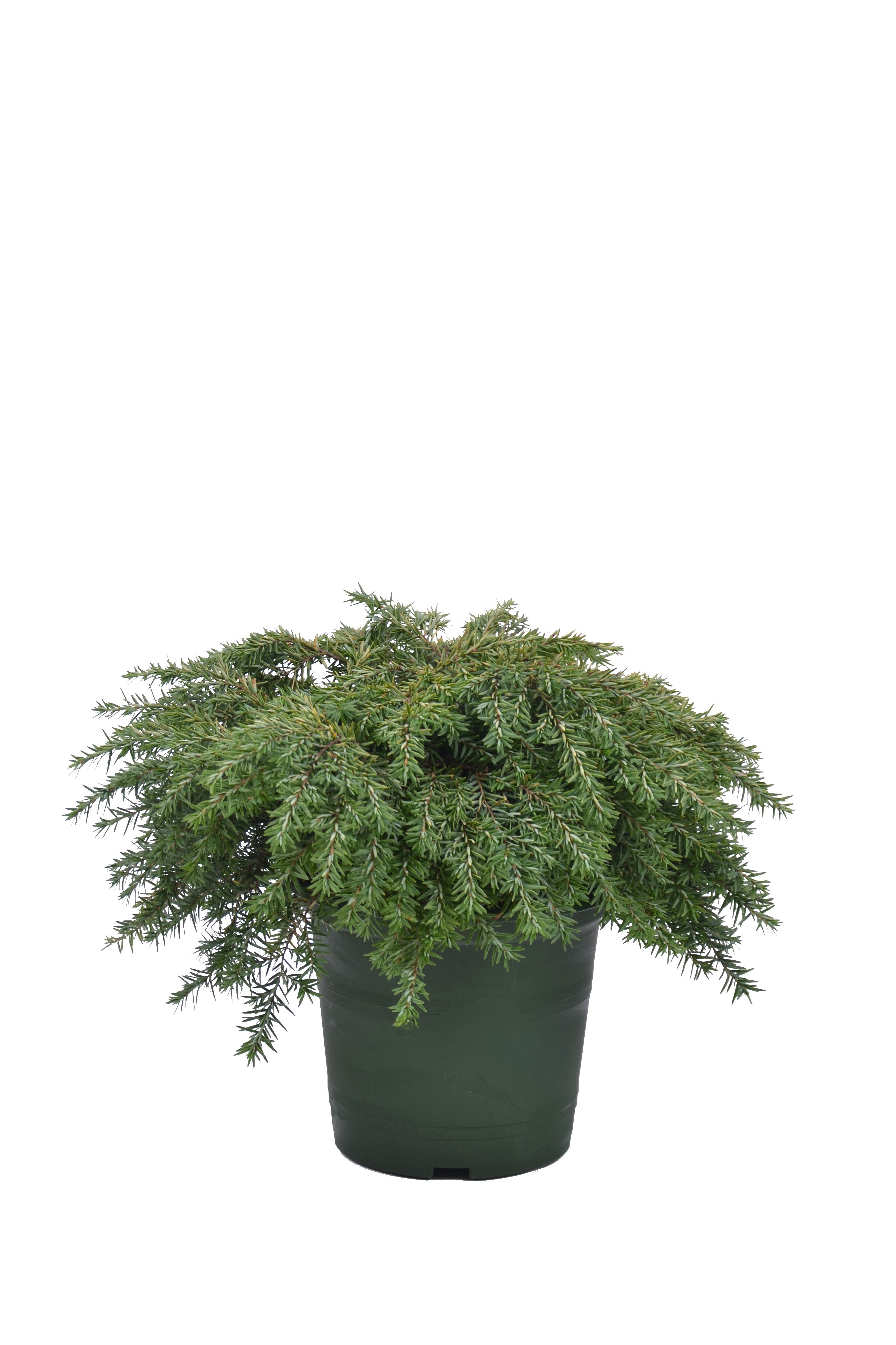 Hemlock can. &