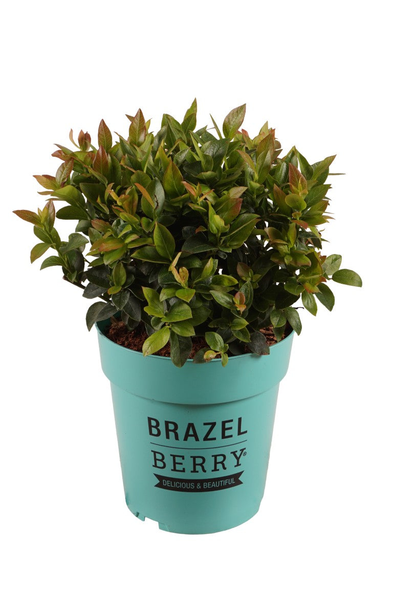 Blåbär BrazelBerry® Jelly Bean® - C3/P19 20-25 CM