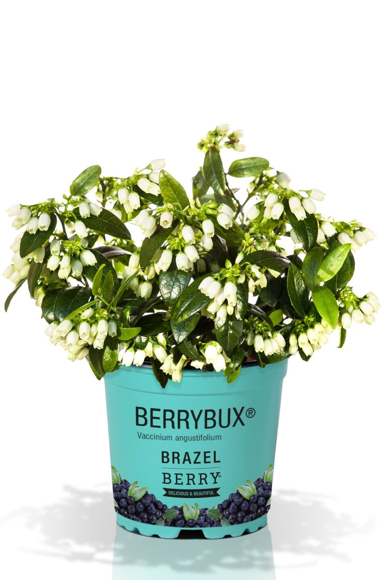 Blåbär BrazelBerry® &
