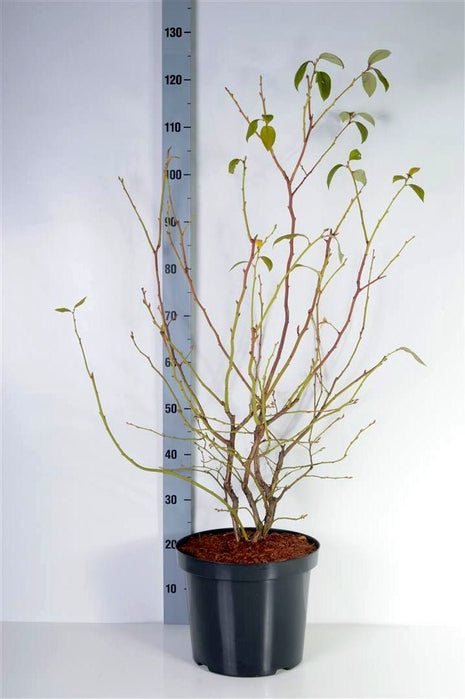 Vaccinium cor. 'Duke' (early)