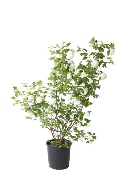Viburnum opulus &