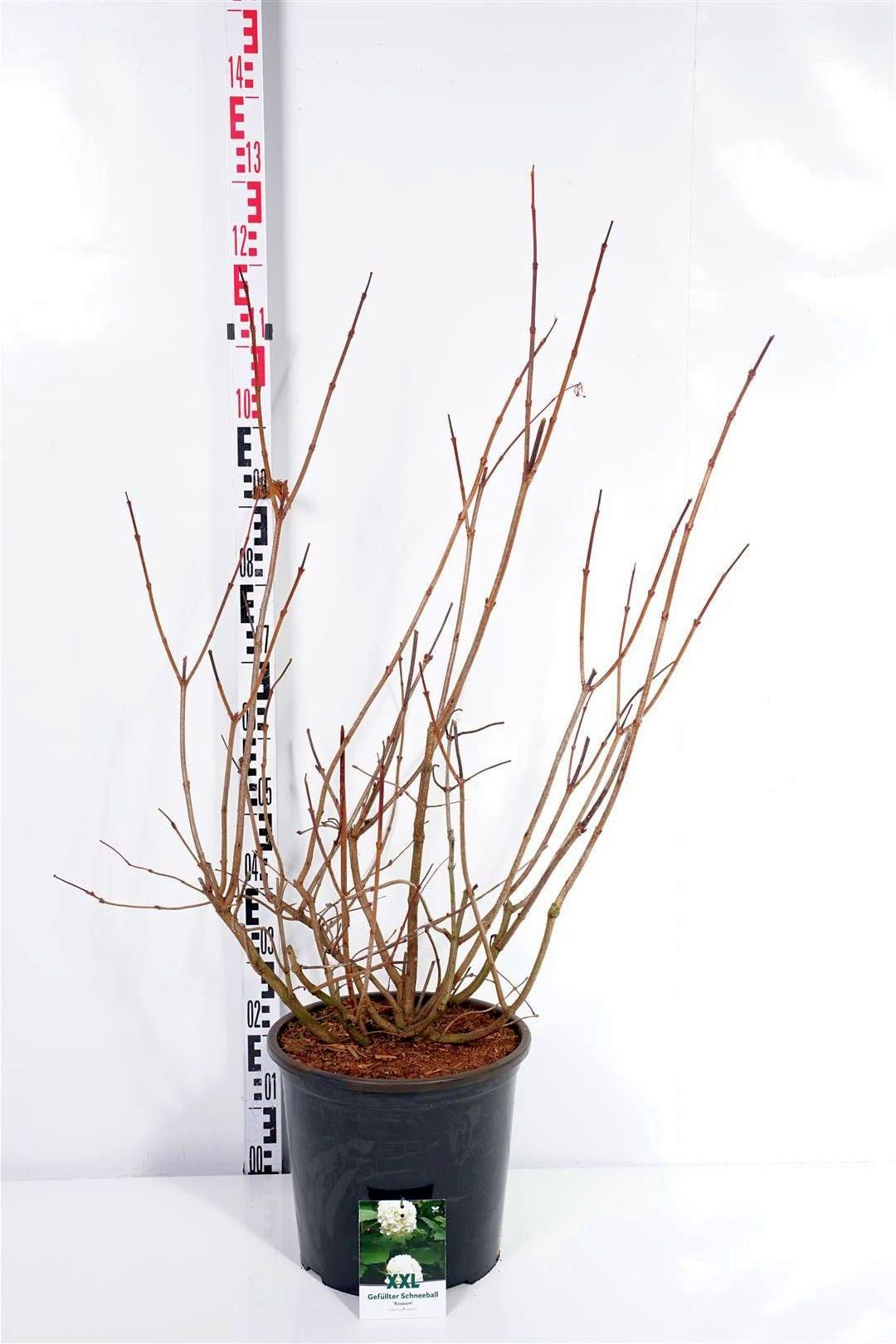 Viburnum opulus &