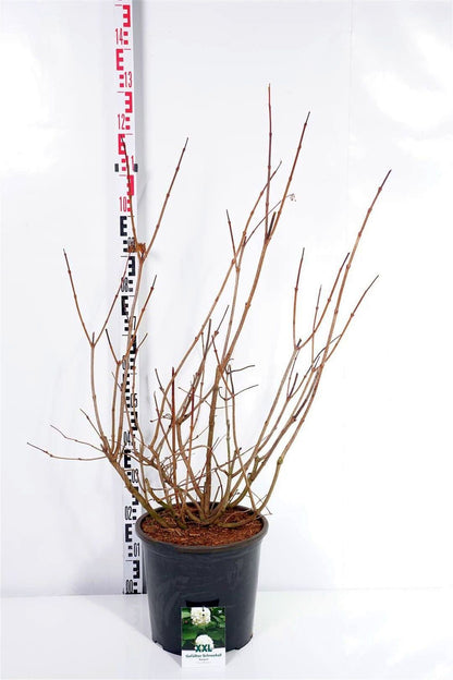Viburnum opulus &