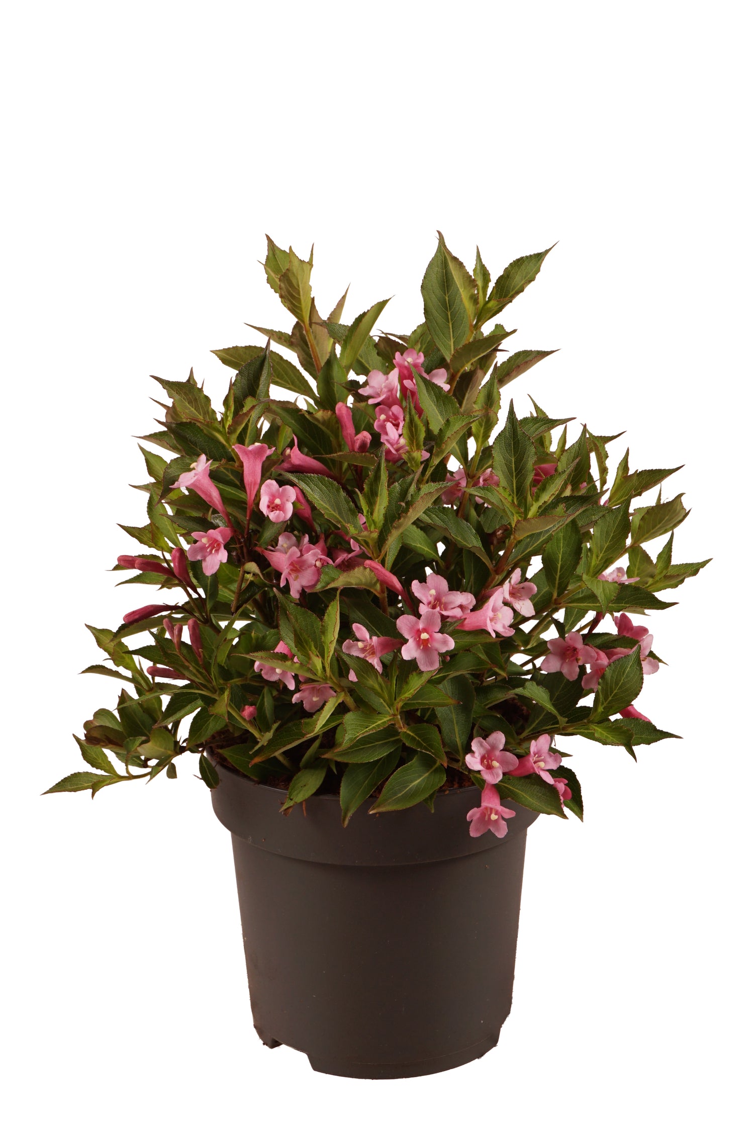 Prakttry florida Pink Poppet - C3/P19 30-40 CM
