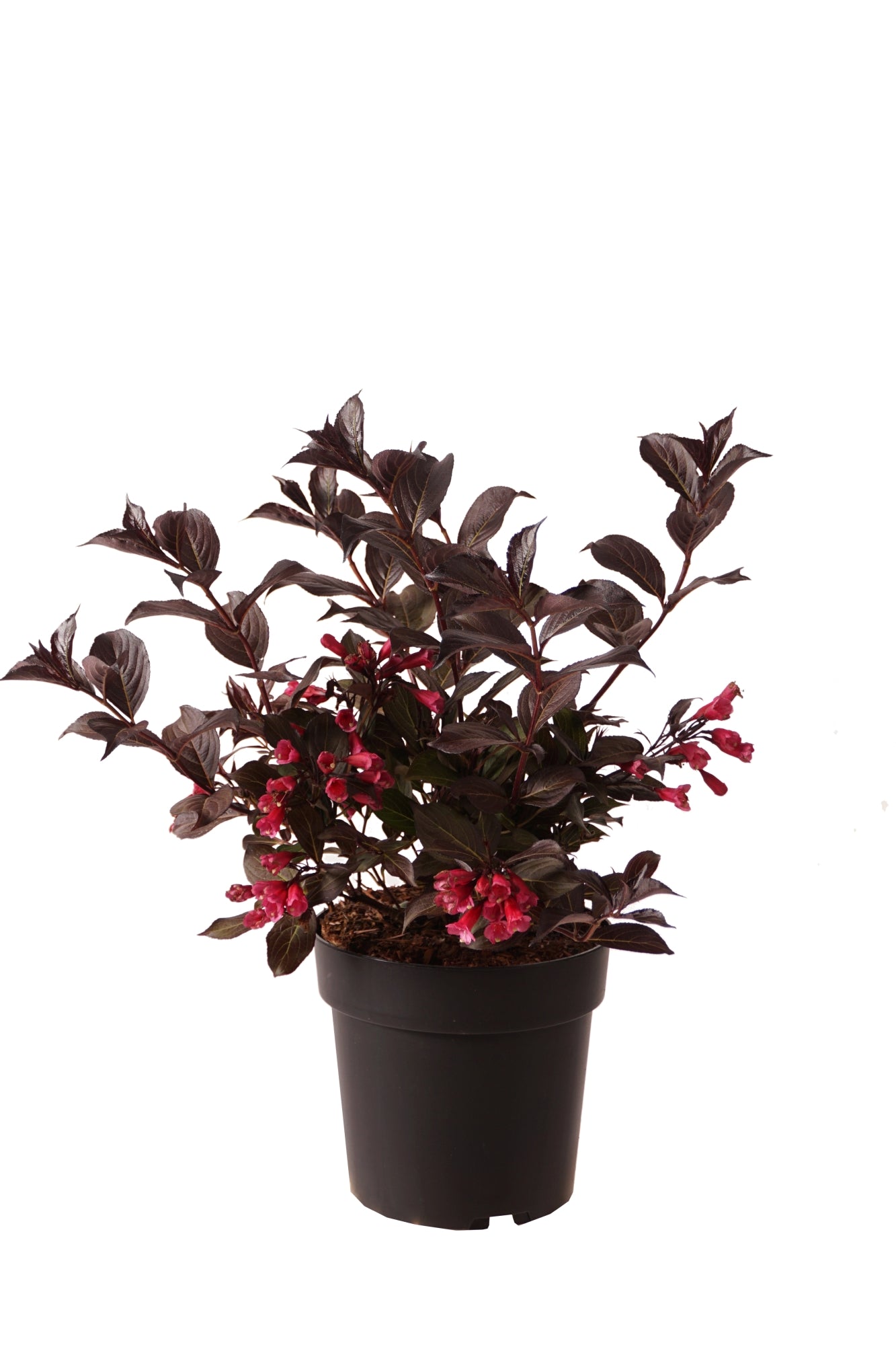 Prakttry florida Wine &amp; Roses - C5/P23 50-60 CM