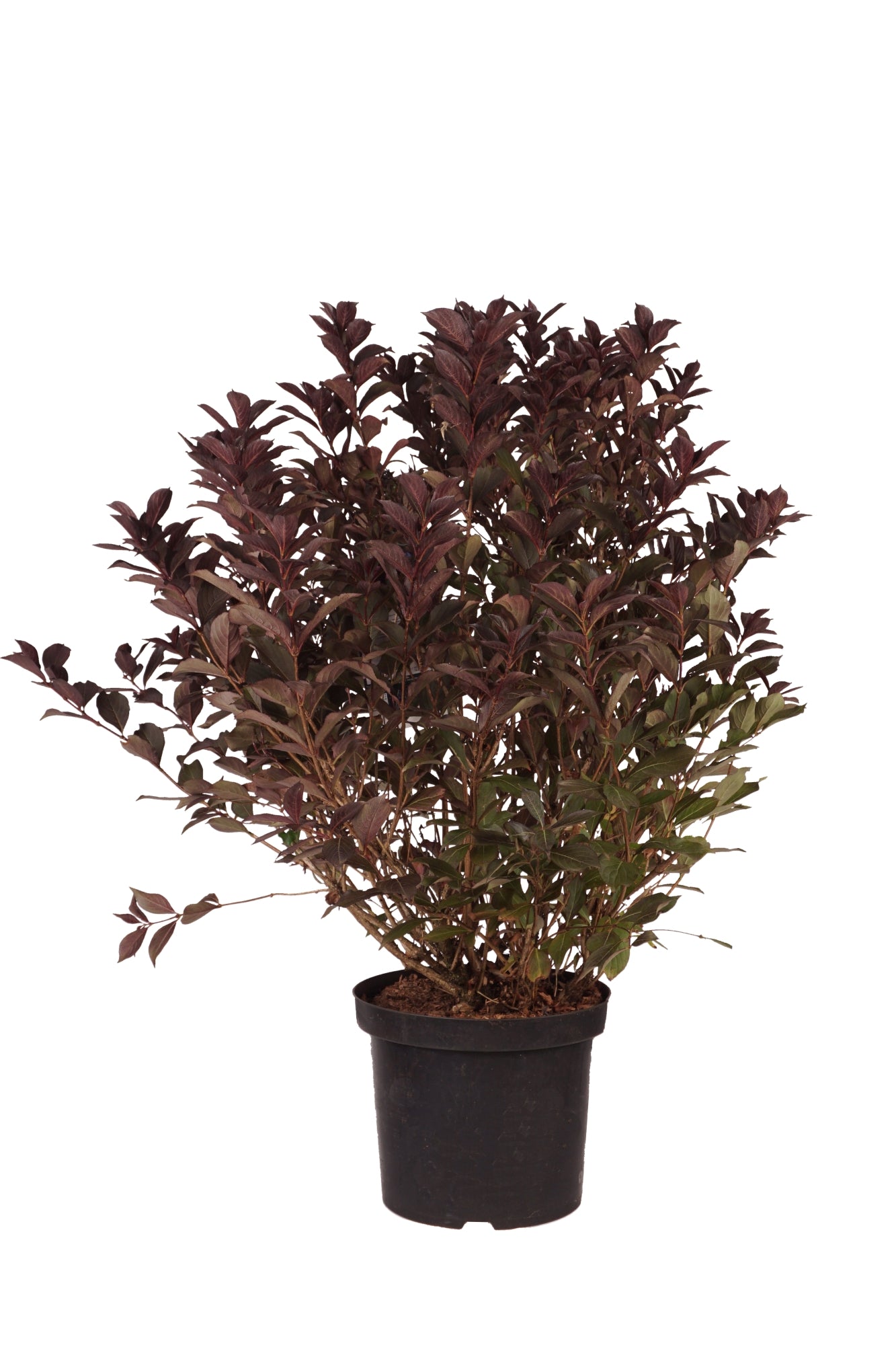 Prakttry florida Wine &amp; Roses - C10 60-80 CM