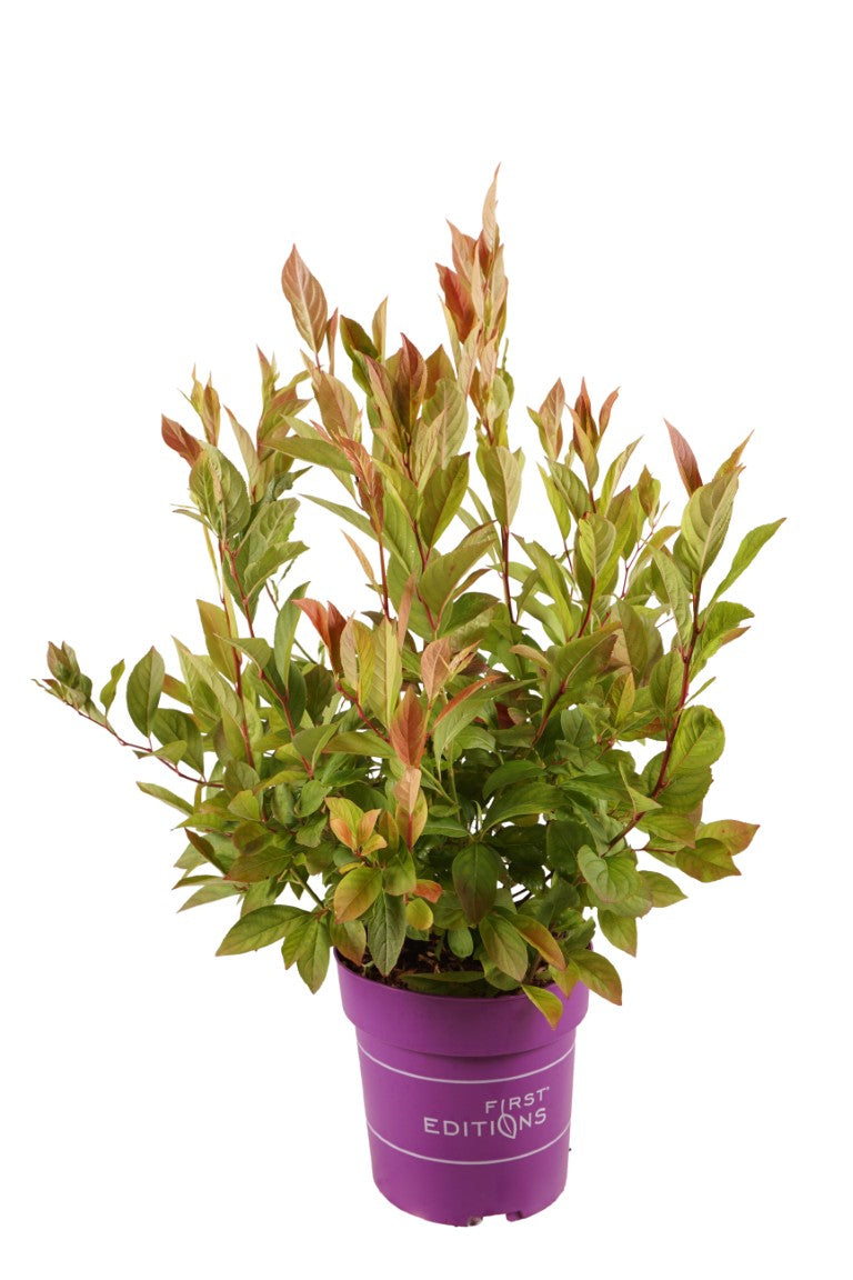 Häggspirea virg. &