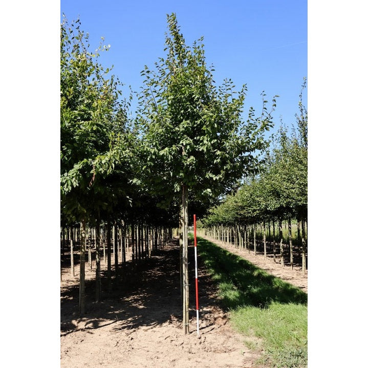 Avenbok - Carpinus betulus  - Stammens omkrets 20-25 cm, höjd 4-4,5 meter,   HS,