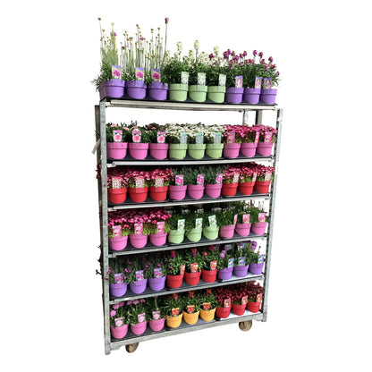 Vårblommande perenner &