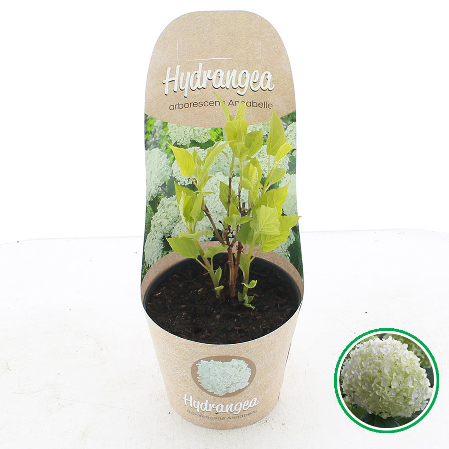Hortensia arb. &