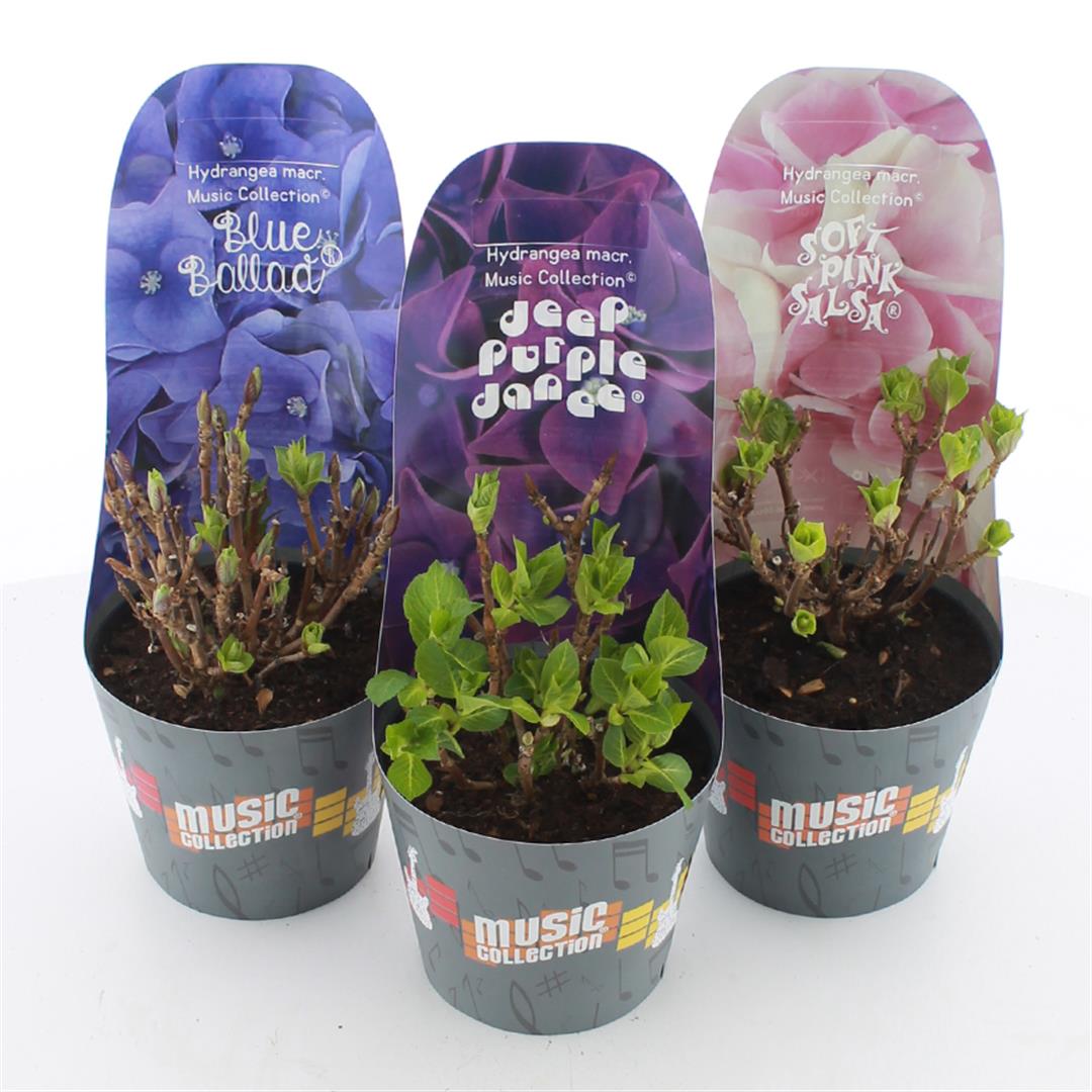TW-2520878