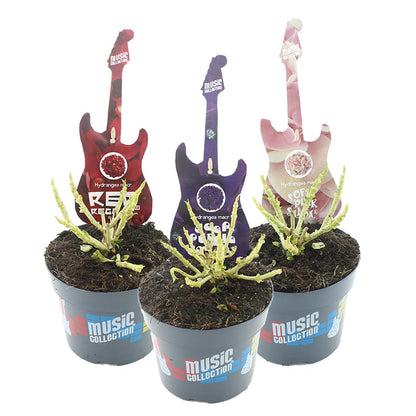 Hydrangea mix Music Collection C2 (2 liters kruka / 17 cm kruka)