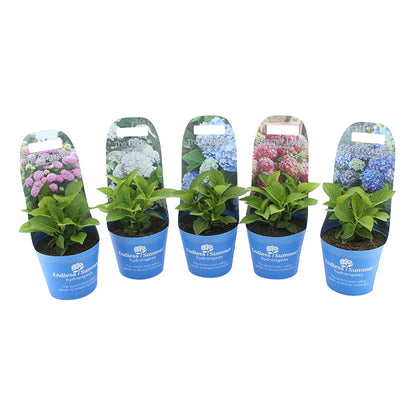 Hydrangea Endless Sum.® i sorter C2 (2 liters kruka) med krukfodral