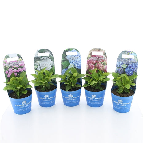 Hydrangea Endless Sum.® in cultivars