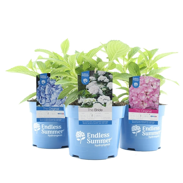 Hydrangea Endless Summer® i sorter C5 (5 liters kruka) / 23 cm kruka, 30-40 cm