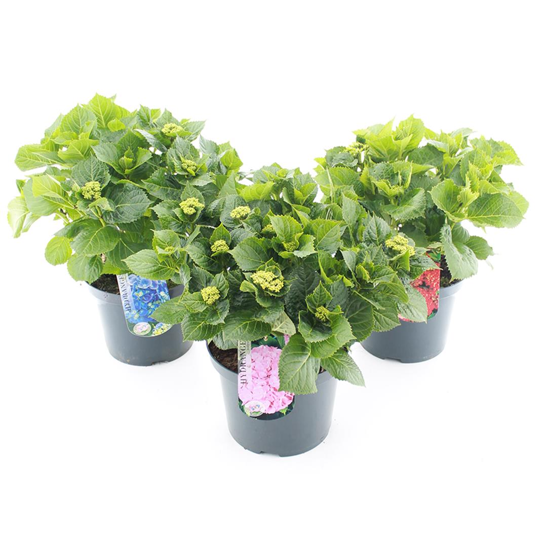 TW-2520807