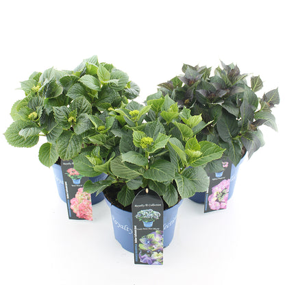 Hydrangea m. &