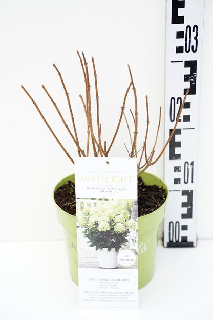 Hydrangea pan. &