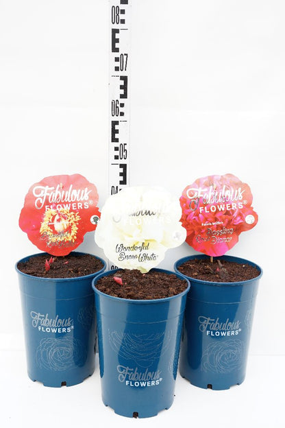 Paeonia l. &