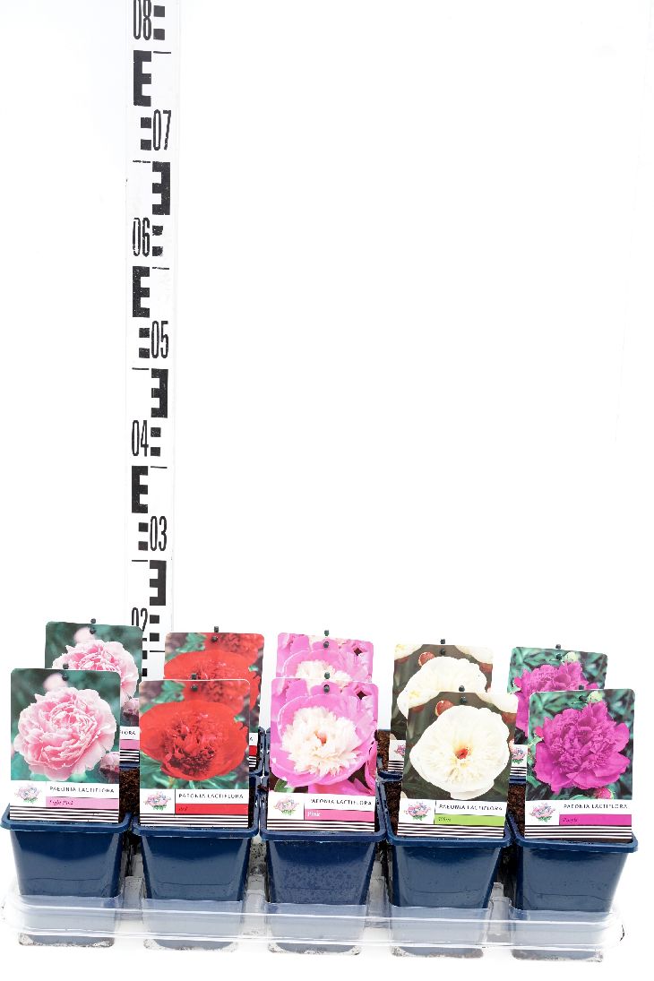 Pion lact. in cultivars - P11