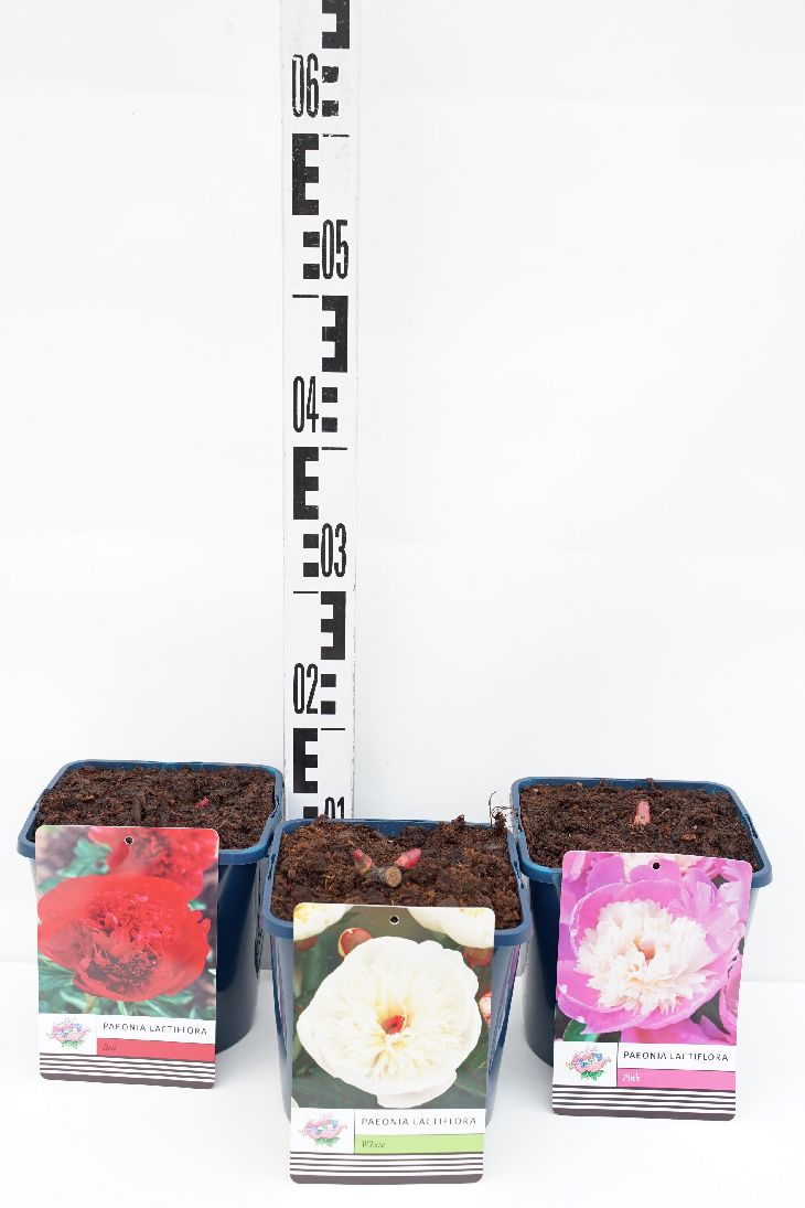 Pion lact. in cultivars - C3/P19