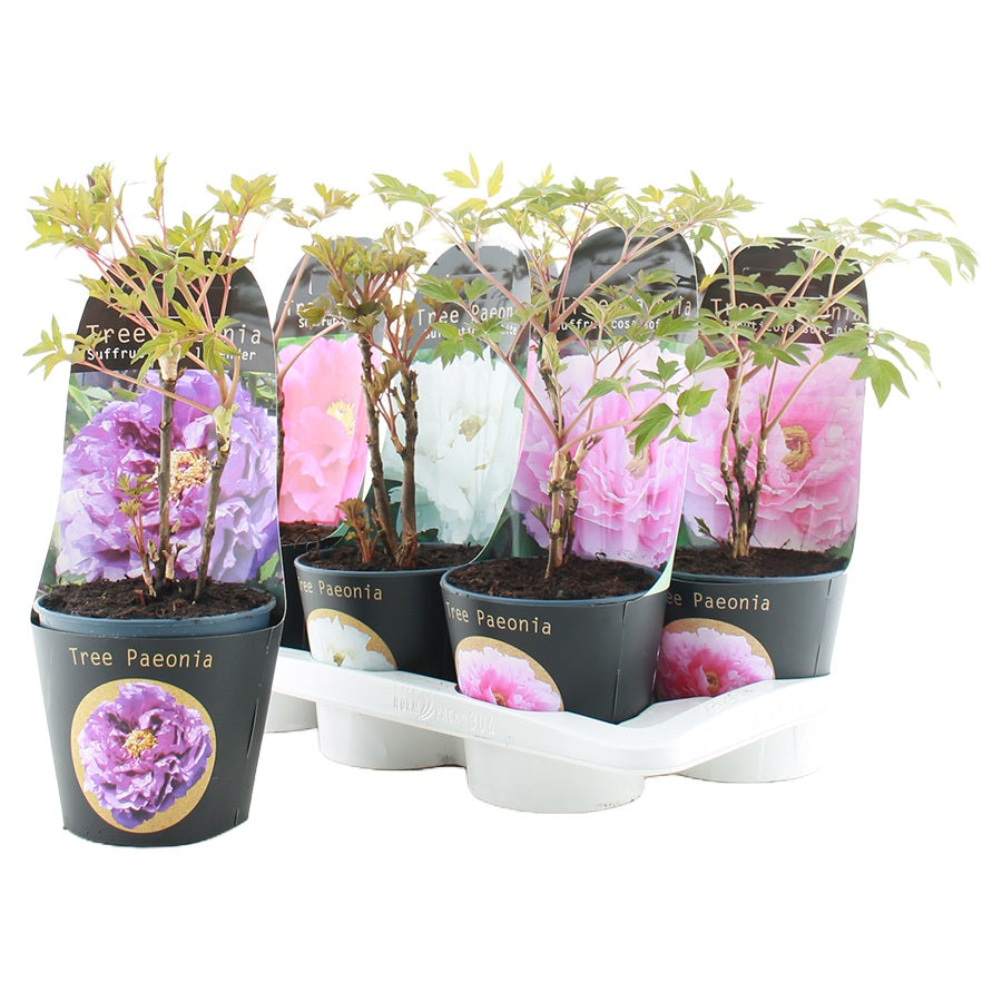 Pion suffruticosa in cultivars - C2/P17 POTCOVER