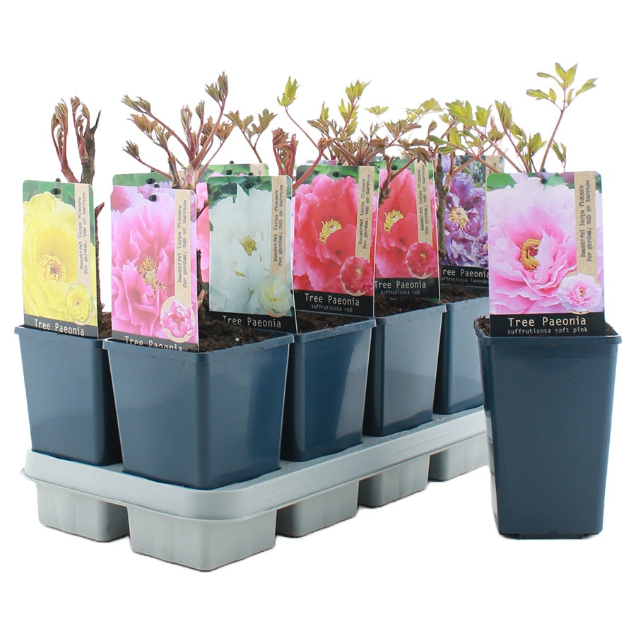 Pion suffr. in cultivars - C1,5/P15