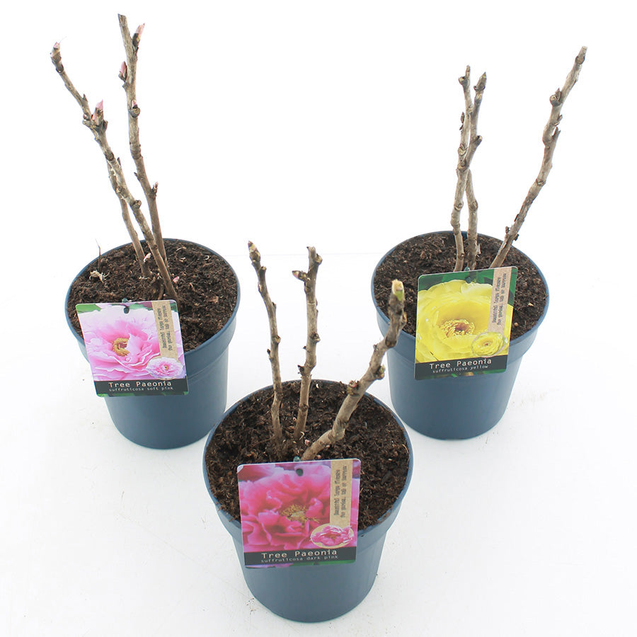Pion suffr. in cultivars - C3/P19