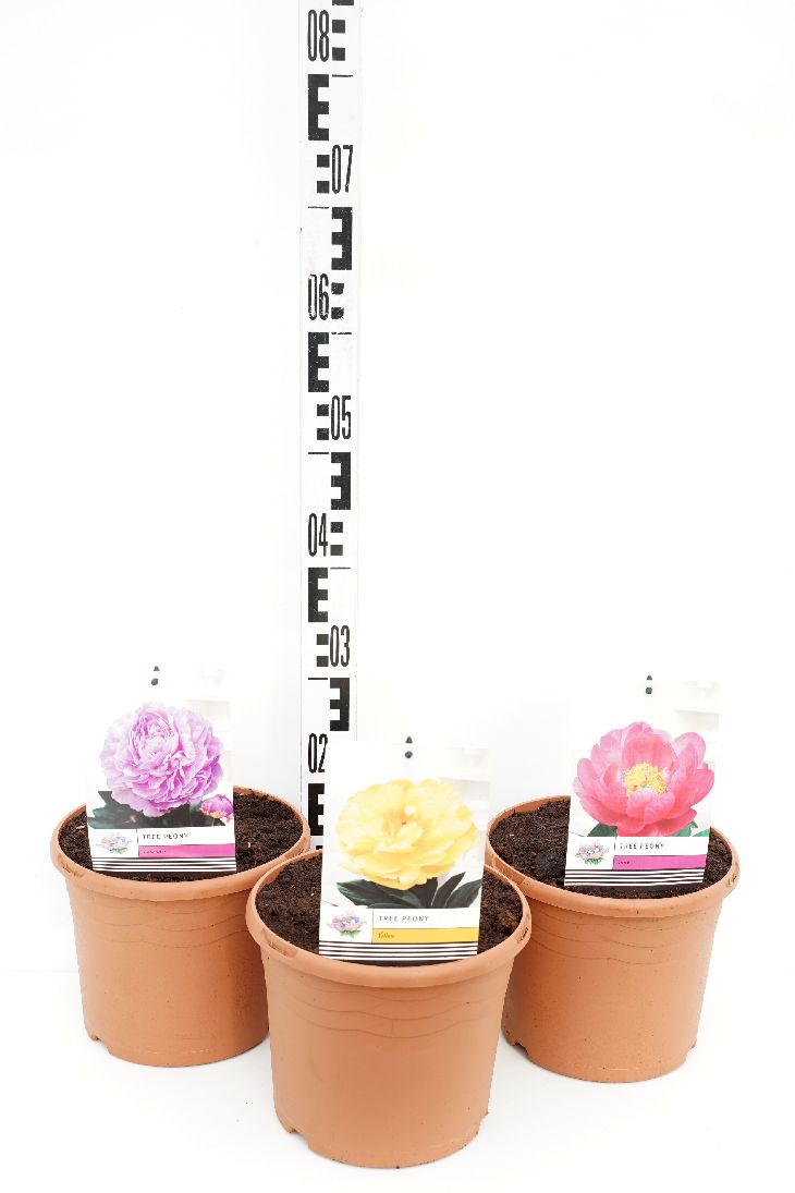 Pion suffr. in cultivars - C5/P23