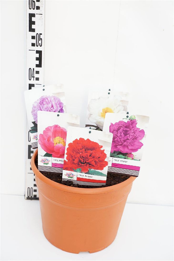 Pion suffr. in cultivars - C12 40-50 CM