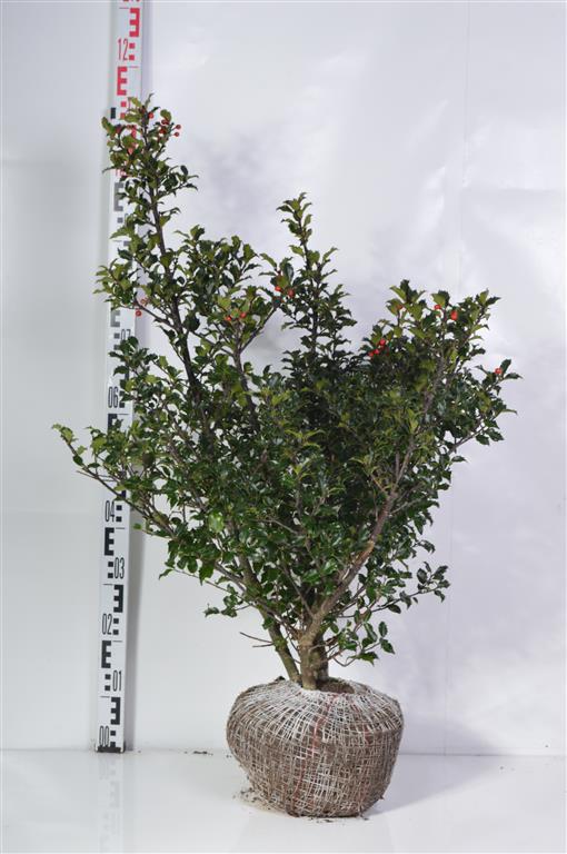 Ilex mes. &