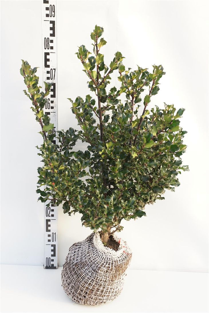 Ilex mes. &