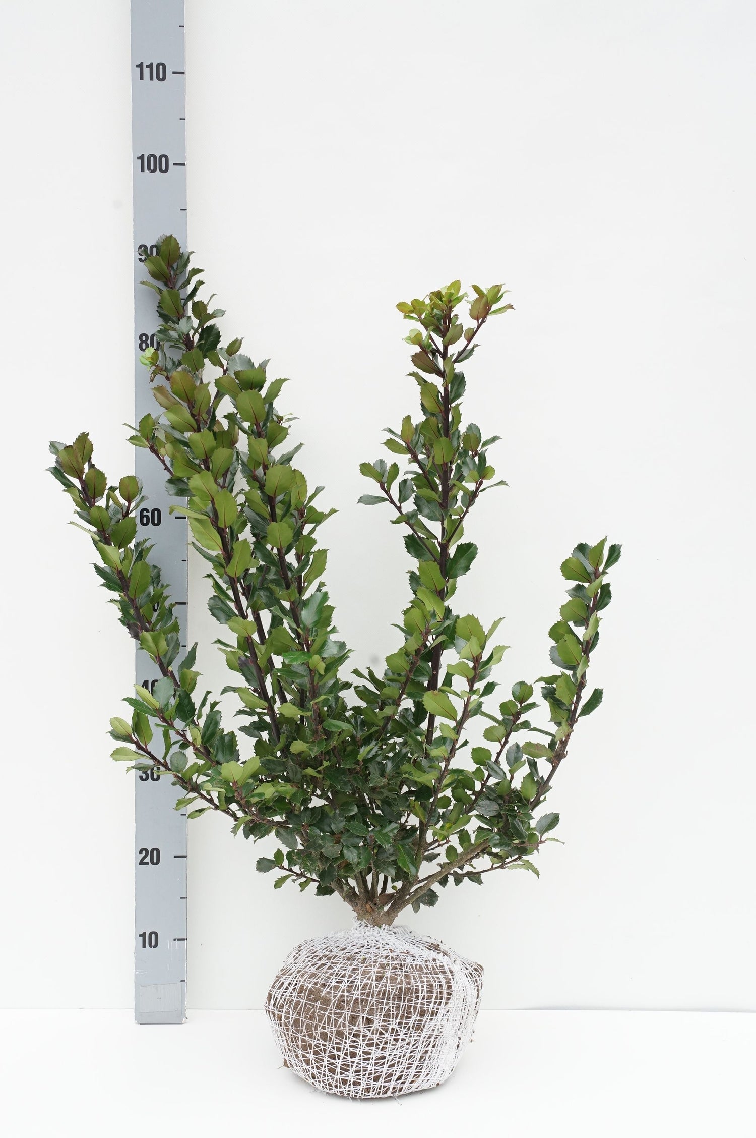 Ilex mes. &